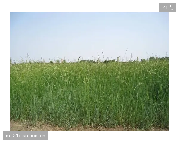草坪科技的未来是生物学与工程学的融合：针对混合系统优化的草种选育正在成为新的竞争焦点